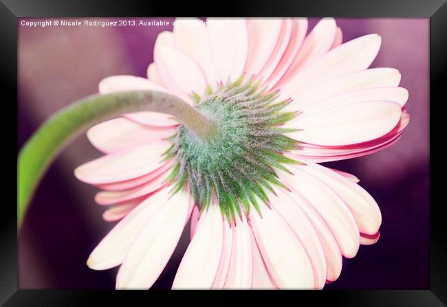 Behind the Gerbera Daisy Framed Print by Nicole Rodriguez