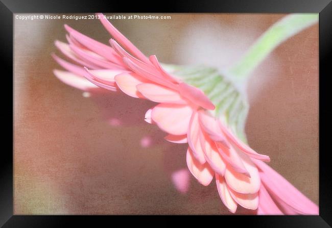 Textured Gerbera Framed Print by Nicole Rodriguez