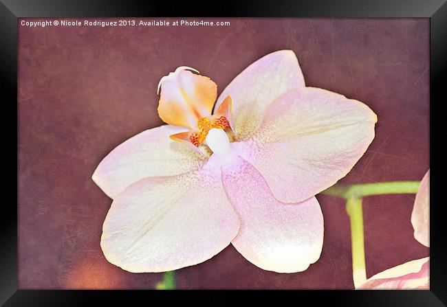 Quiet Orchid Framed Print by Nicole Rodriguez