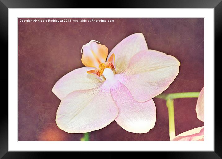 Quiet Orchid Framed Mounted Print by Nicole Rodriguez