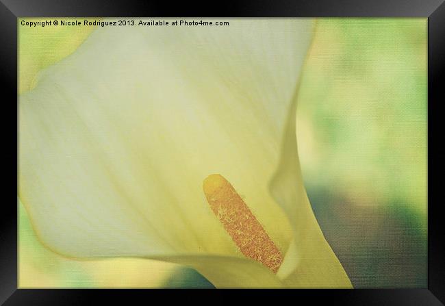 Serene Calla on Texture Framed Print by Nicole Rodriguez