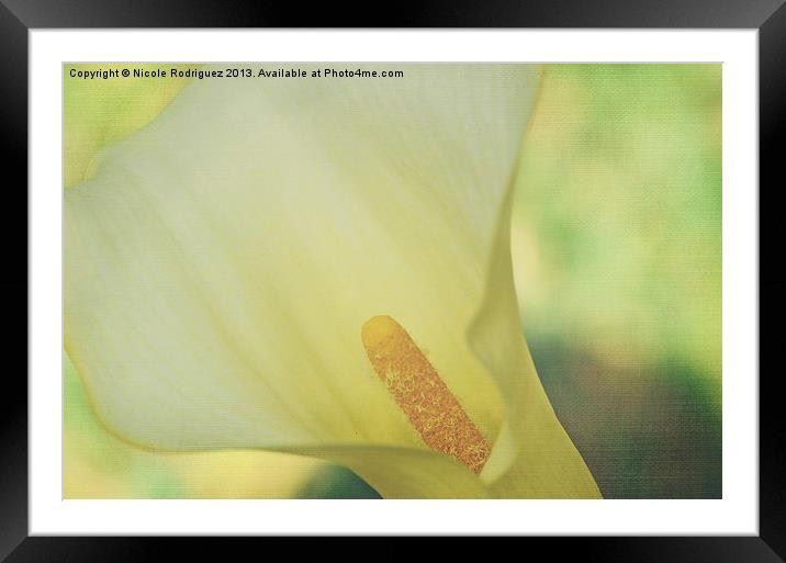 Serene Calla on Texture Framed Mounted Print by Nicole Rodriguez