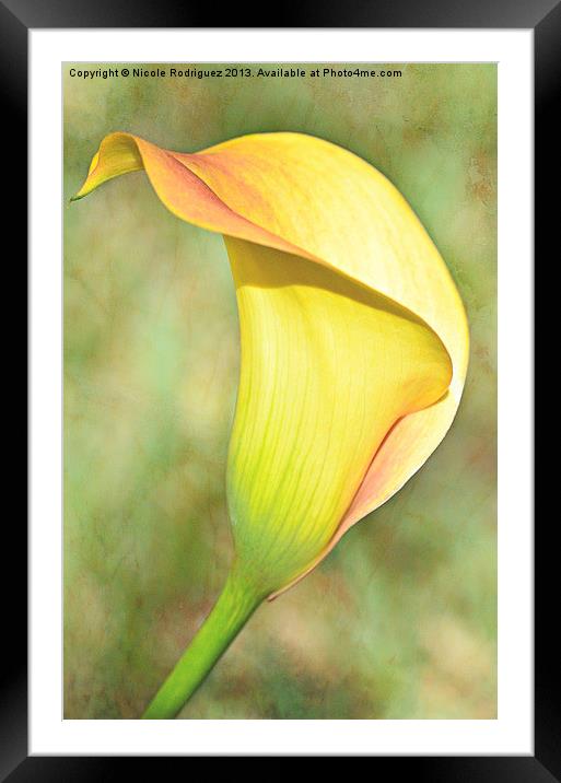 CallaLily60 Framed Mounted Print by Nicole Rodriguez