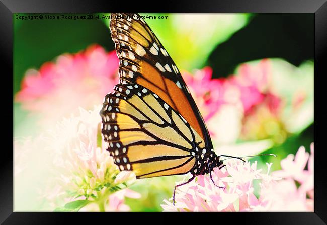 Glowing Monarch Framed Print by Nicole Rodriguez