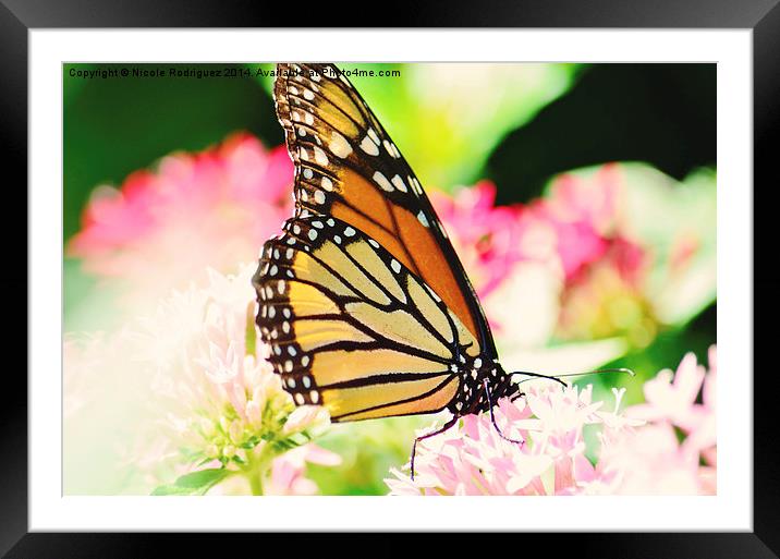 Glowing Monarch Framed Mounted Print by Nicole Rodriguez