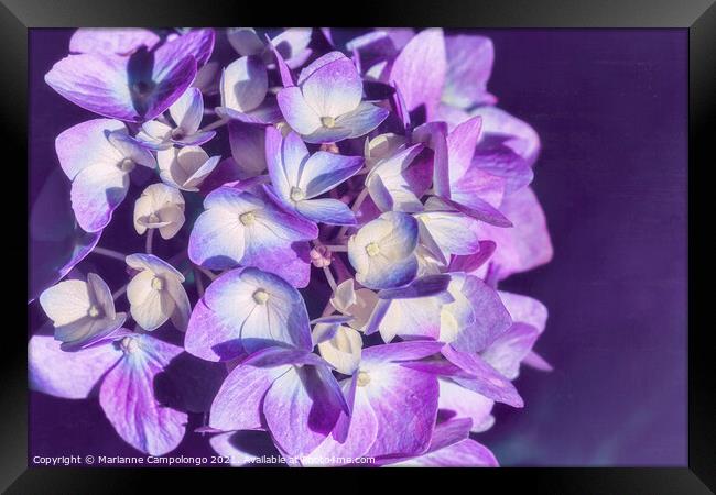 Mophead Hydrangea Filtered Purple Framed Print by Marianne Campolongo