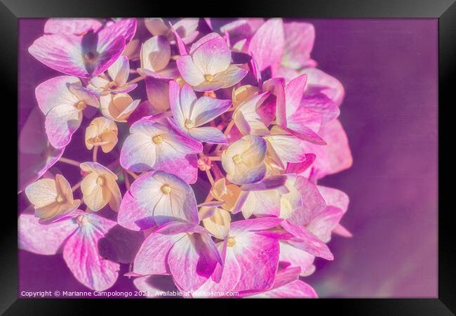 Mophead Hydrangea Filtered Pink Framed Print by Marianne Campolongo