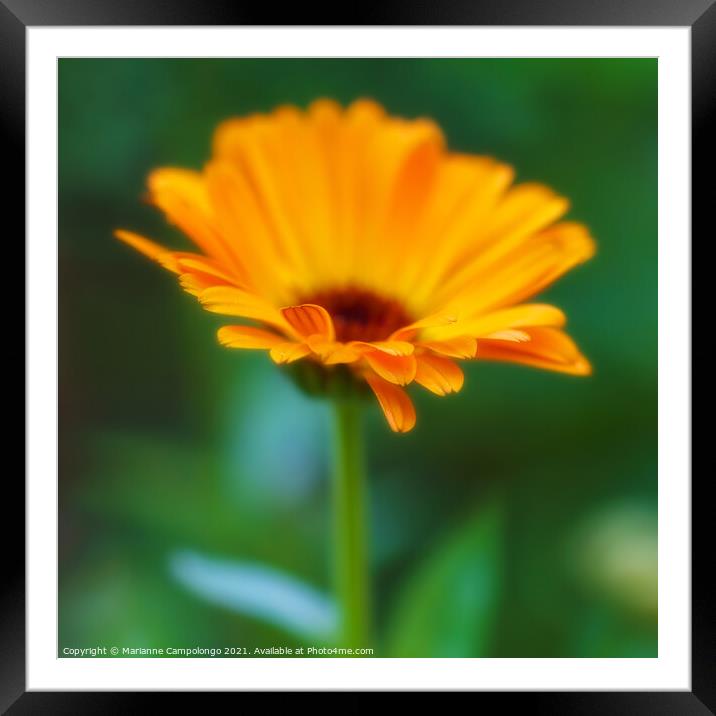 Happy golden calendula Framed Mounted Print by Marianne Campolongo
