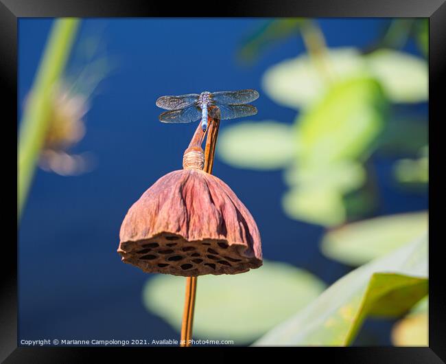 Blue dasher dragonfly on dried lotus pod Framed Print by Marianne Campolongo