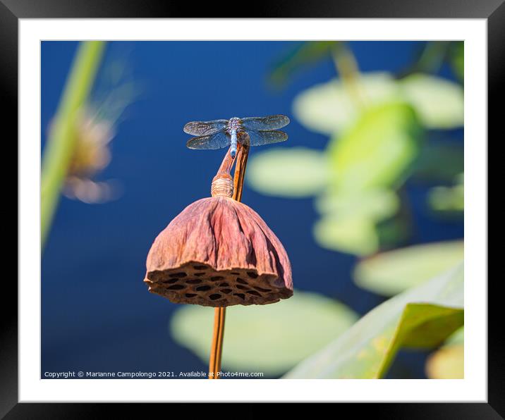 Blue dasher dragonfly on dried lotus pod Framed Mounted Print by Marianne Campolongo