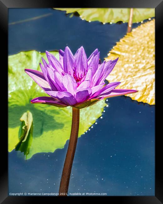 Blooming Purple Water Lily Framed Print by Marianne Campolongo