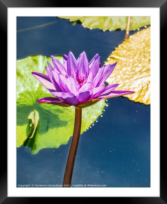 Blooming Purple Water Lily Framed Mounted Print by Marianne Campolongo