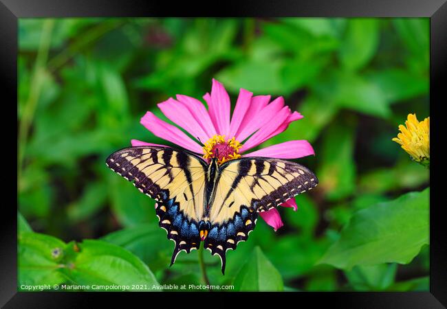 Eastern Tiger Swallowtail Butterfly on Pink Zinnia Framed Print by Marianne Campolongo