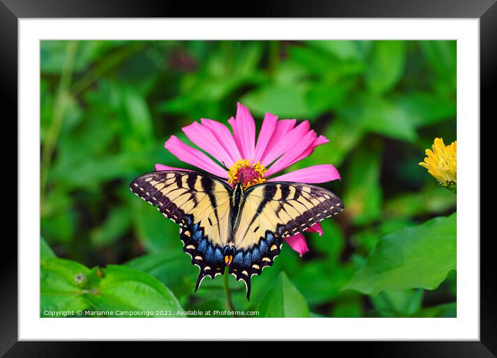 Eastern Tiger Swallowtail Butterfly on Pink Zinnia Framed Mounted Print by Marianne Campolongo
