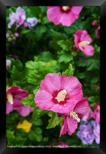 Hibiscus syriacus Framed Print by Marianne Campolongo