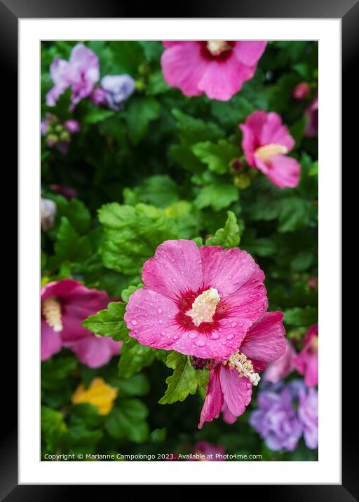 Hibiscus syriacus Framed Mounted Print by Marianne Campolongo