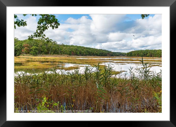 Lovely Wetlands Framed Mounted Print by Marianne Campolongo