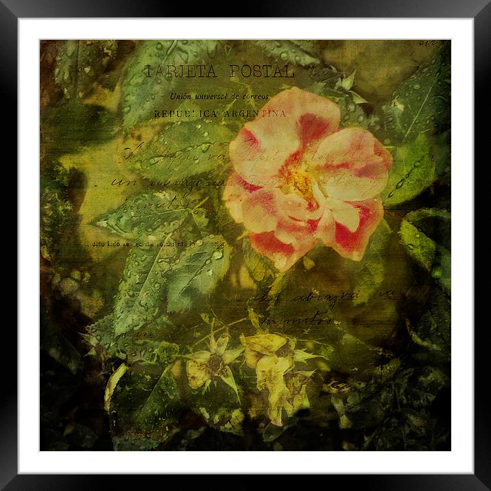 Beautiful pink rose with raindrops on green leaves Framed Mounted Print by Marianne Campolongo