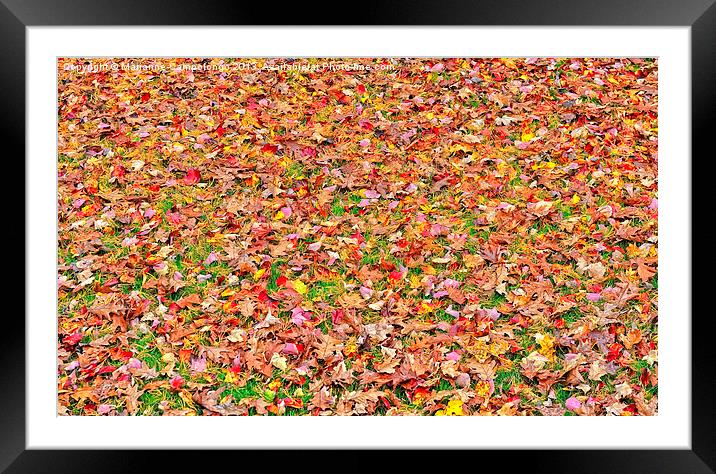 Fall Leaves Framed Mounted Print by Marianne Campolongo