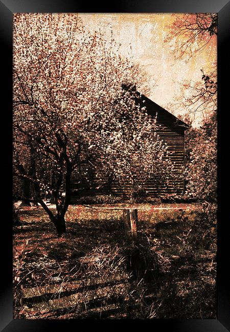 vintage cherry garden Framed Print by olga hutsul