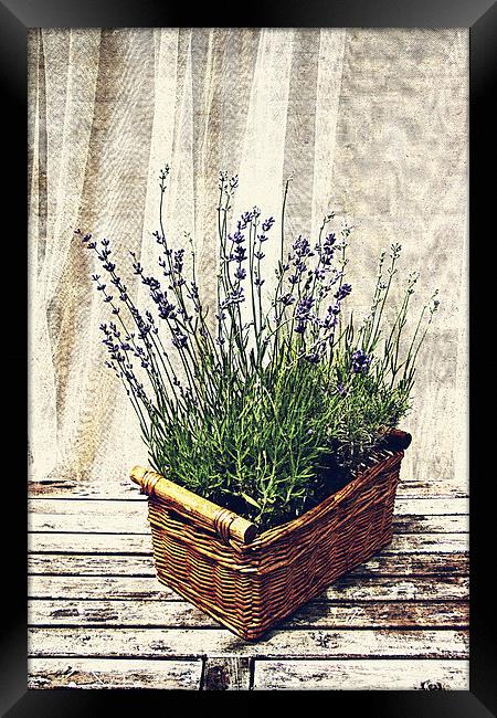 basket with lavender Framed Print by olga hutsul