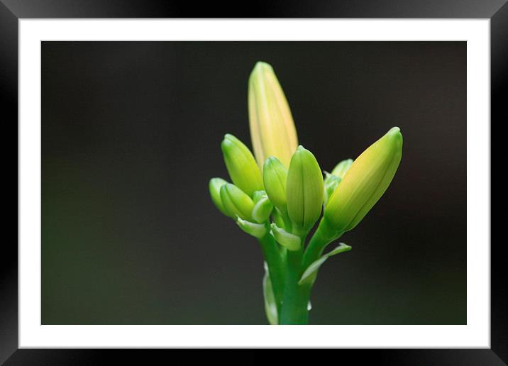 Waiting to Bloom Framed Mounted Print by Barbara Bardzik