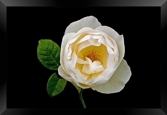 A White Rose Framed Print by john joyce