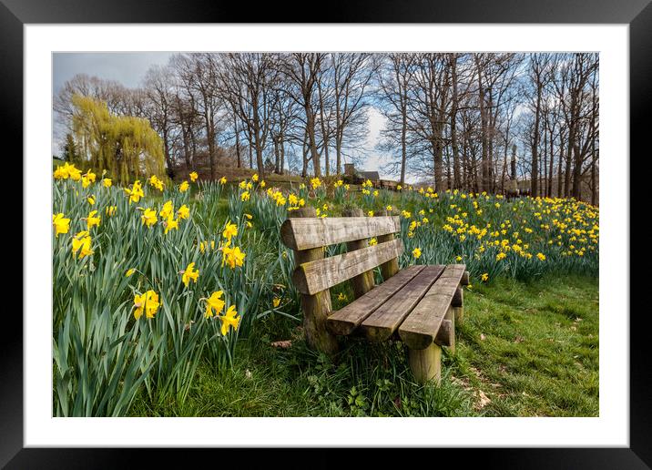Golden Daffodil Oasis Framed Mounted Print by Wendy Williams CPAGB