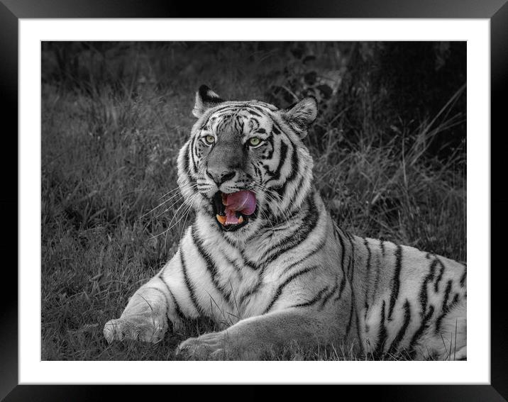 Majestic Amur Tiger Framed Mounted Print by Wendy Williams CPAGB