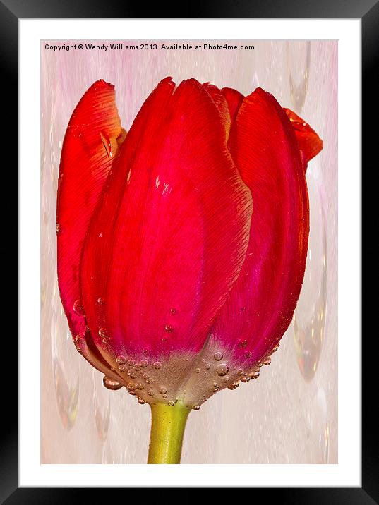Tulip Bubbles Framed Mounted Print by Wendy Williams CPAGB