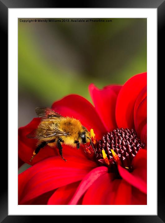 Busy Bee Framed Mounted Print by Wendy Williams CPAGB