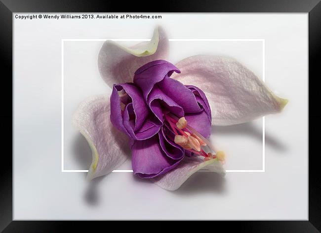 Fuchsia Framed Print by Wendy Williams CPAGB