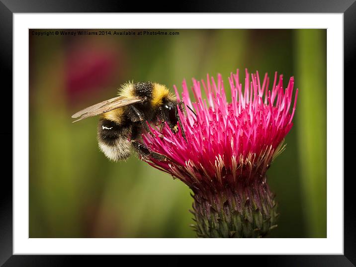 Busy bee on pink flower Framed Mounted Print by Wendy Williams CPAGB