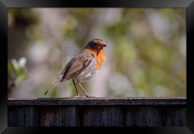 Windblown Robin Framed Print by Wendy Williams CPAGB