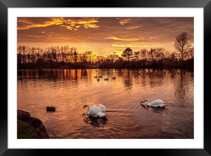 Fiery Skies and Serene Swans Framed Mounted Print by Wendy Williams CPAGB