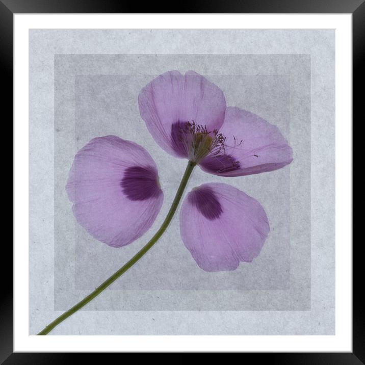 Fragile Beauty Framed Mounted Print by Wendy Williams CPAGB