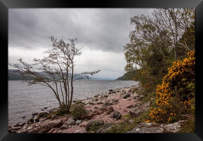 The Elusive Loch Ness Monster Framed Print by Wendy Williams CPAGB