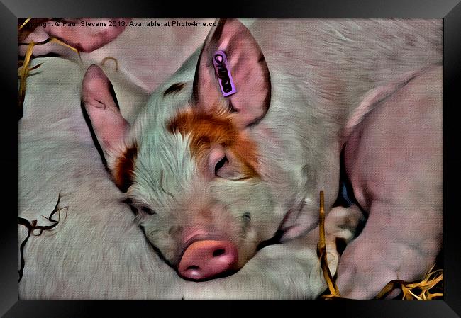 Pig Face Framed Print by Paul Stevens