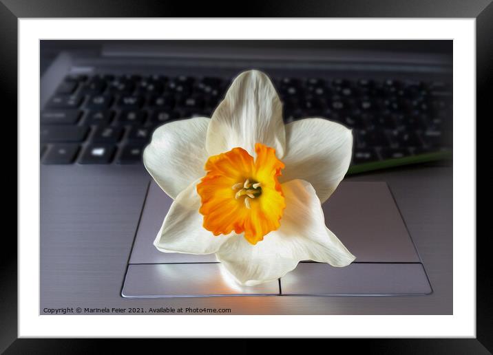 Flower over keyboard Framed Mounted Print by Marinela Feier