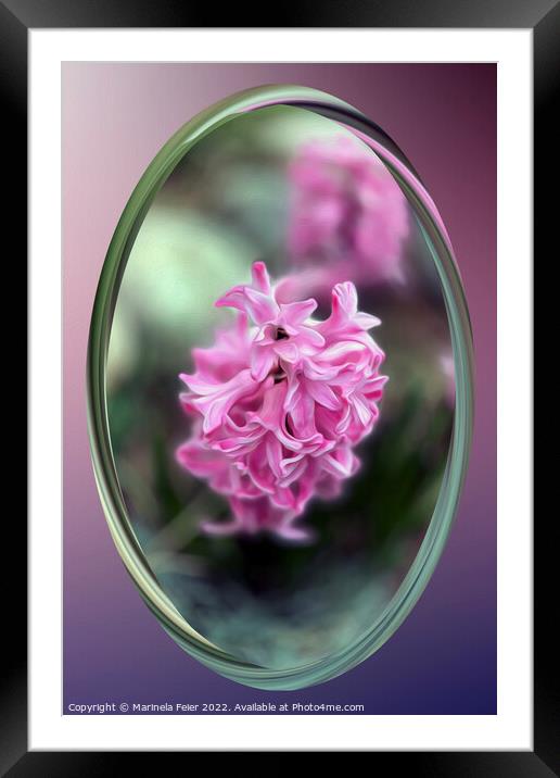 Hyacinth in spring Framed Mounted Print by Marinela Feier