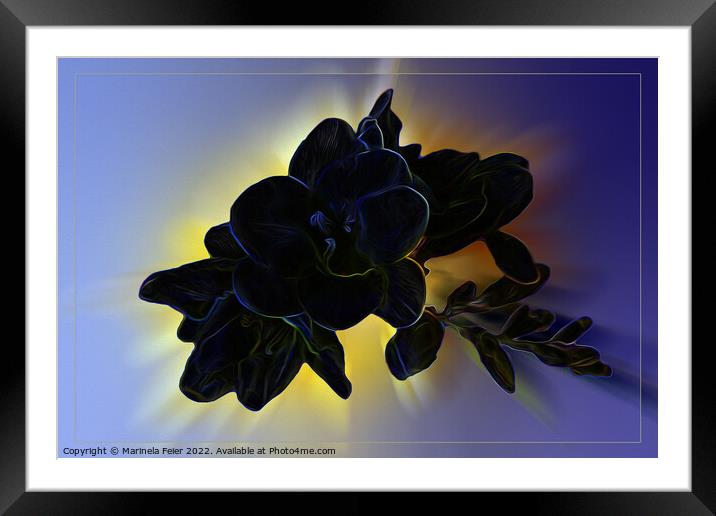 Dark blue freesia Framed Mounted Print by Marinela Feier
