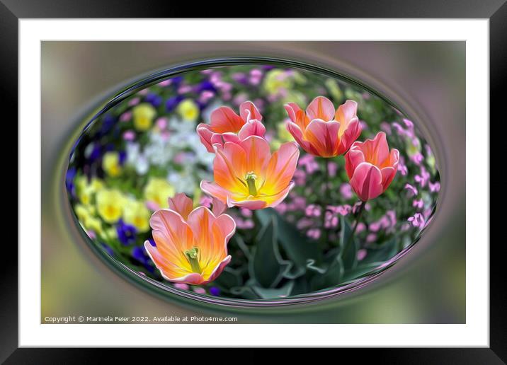 Golden pink tulips Framed Mounted Print by Marinela Feier