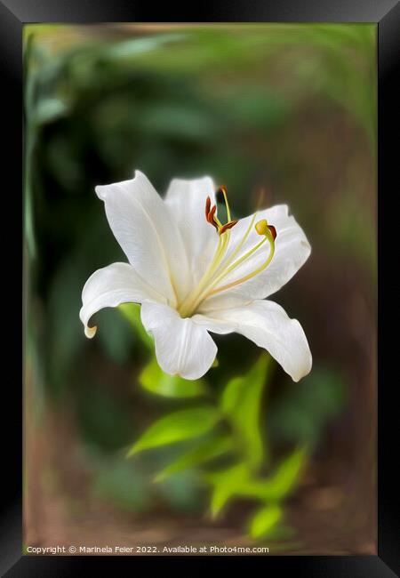 Twilight white lily Framed Print by Marinela Feier