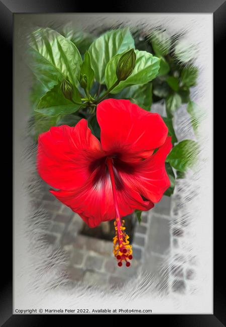 Bright red flower Framed Print by Marinela Feier