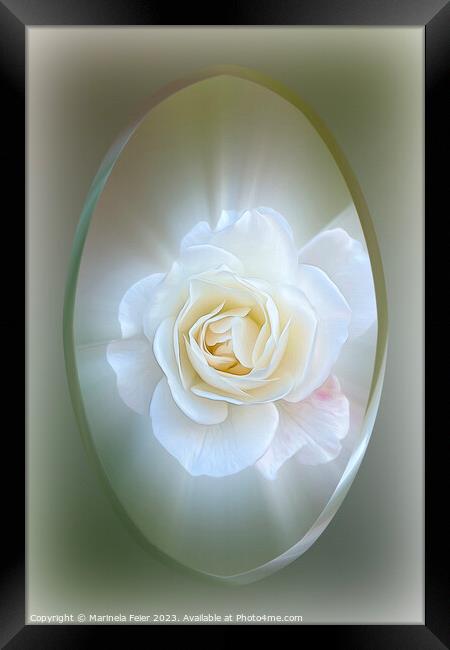 White Rose Framed Print by Marinela Feier