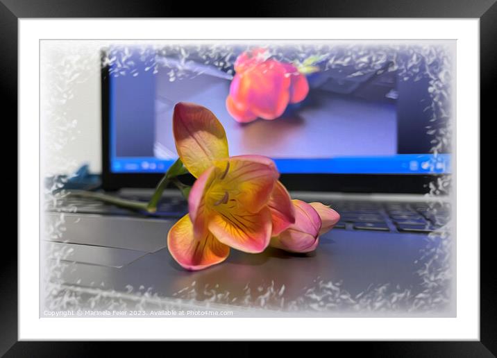 Freesia flower on the keyboard Framed Mounted Print by Marinela Feier