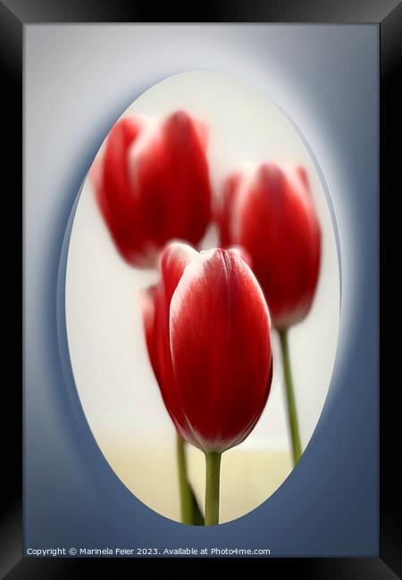 Red tulips Framed Print by Marinela Feier
