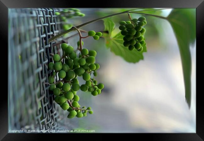 Escaping the fence Framed Print by Marinela Feier