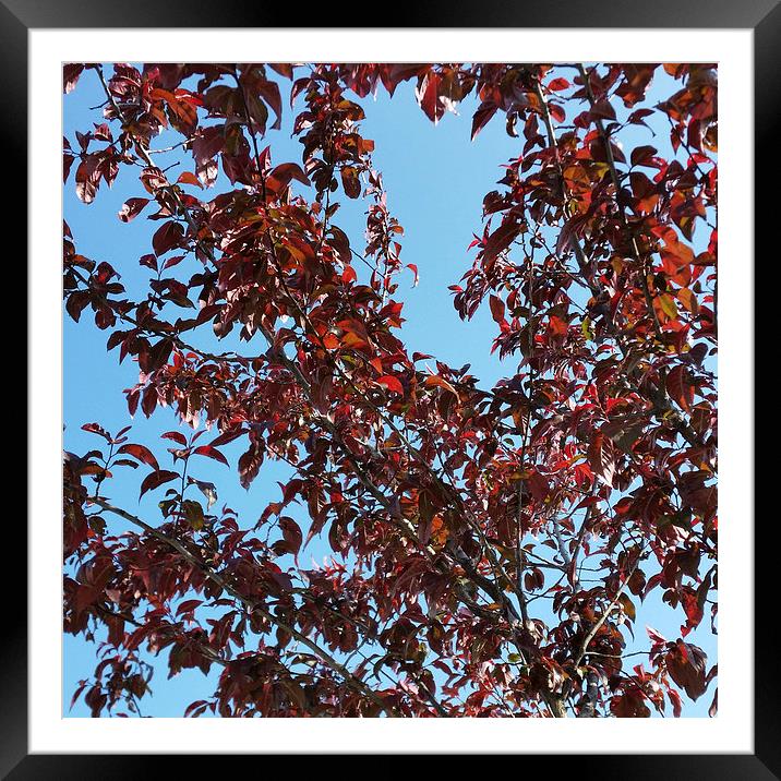  red branches under the blue sky Framed Mounted Print by Marinela Feier