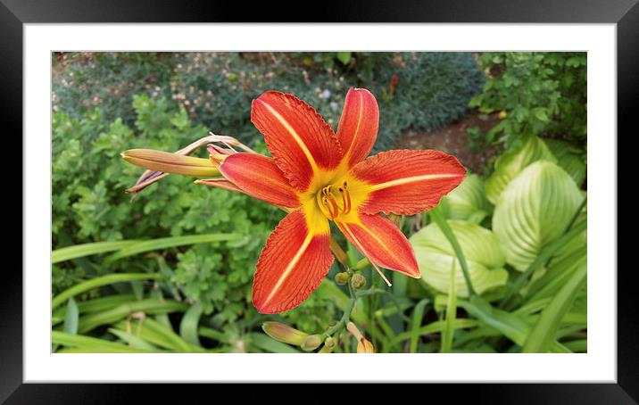  colors of summer Framed Mounted Print by Marinela Feier